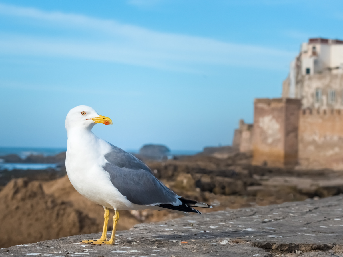 morocco desrt tours 2025 (11)